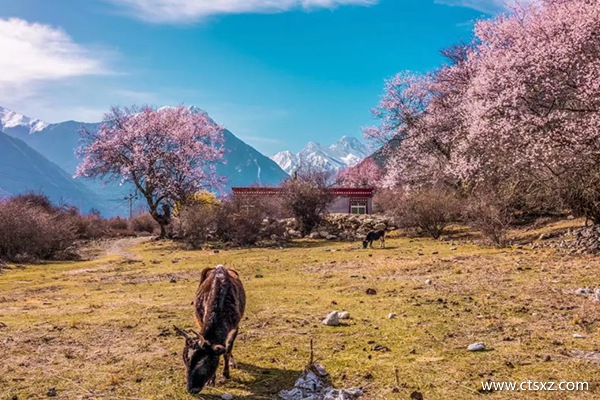 林芝的桃花什么時(shí)間開得好