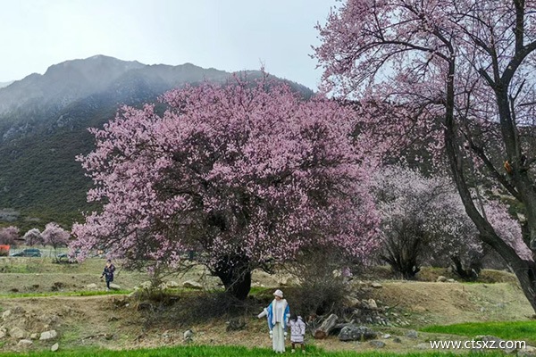 西藏游報(bào)團(tuán)多少錢